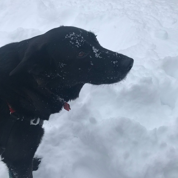 Meet your Posher, Timothy - Picture 1 of 1